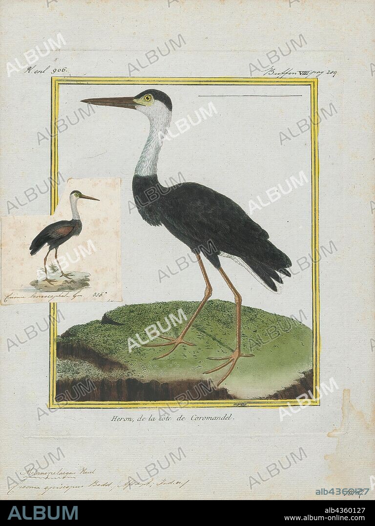 Ciconia episcopus, Print, The woolly-necked stork or whitenecked stork (Ciconia episcopus) is a large wading bird in the stork family Ciconiidae. It breeds singly, or in small loose colonies. It is distributed in a wide variety of habitats including marshes in forests, agricultural areas, and freshwater wetlands., 1700-1880.
