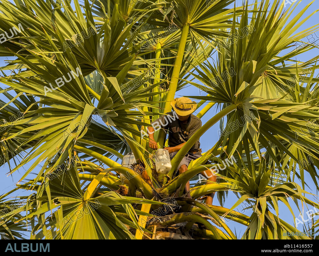 Man climbing a palm tree to harvest palm milk, Cambodia, Indochina, Southeast Asia, Asia.