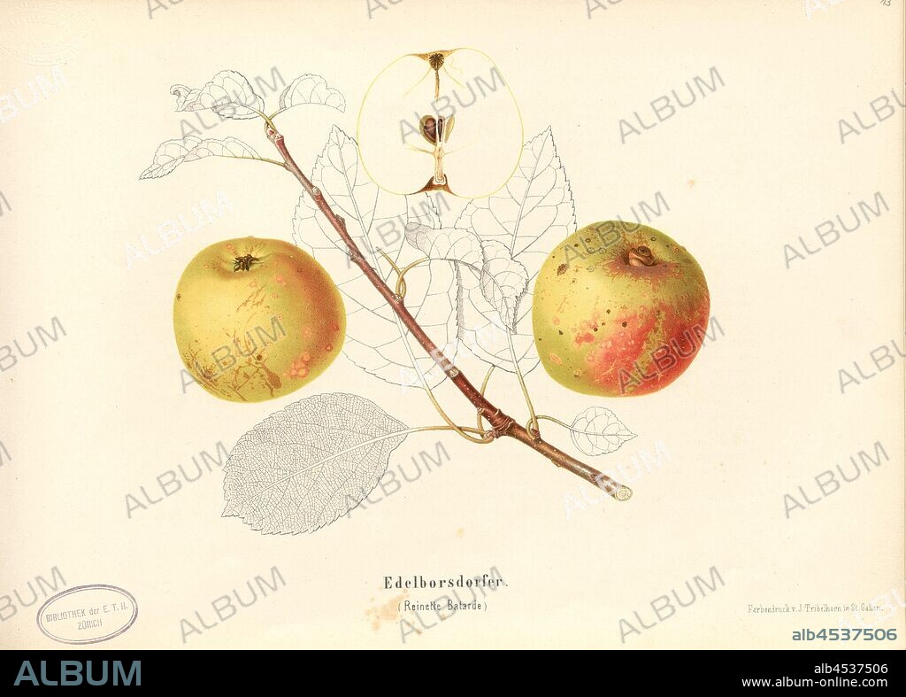 Edelborsdorfer, Swiss apple variety, Reinette Batarde, Signed: Color print by J. Tribelhorn, Fig. 12, Tribelhorn, J. (imp.), 1863, Schweizerisch. Landwirtschaftl. Verein (Hg.): Schweizerische Obstsorten. [S.l.]: Schweizerischer Landwirtschaftlicher Verein, [1863].