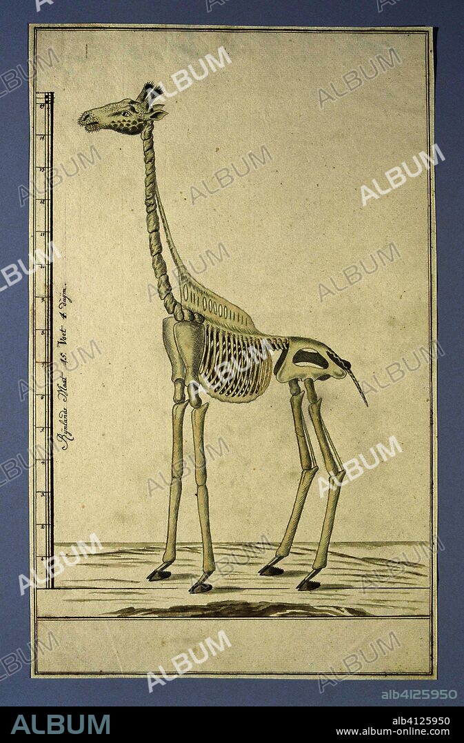 Giraffa camelopardalis (Giraffe), skeleton. Draughtsman: Robert Jacob Gordon. Dating: 13-Oct-1779 - 14-Oct-1779. Measurements: h 660 mm × w 480 mm; h 420 mm × w 260 mm; h 371 mm × w 256 mm.