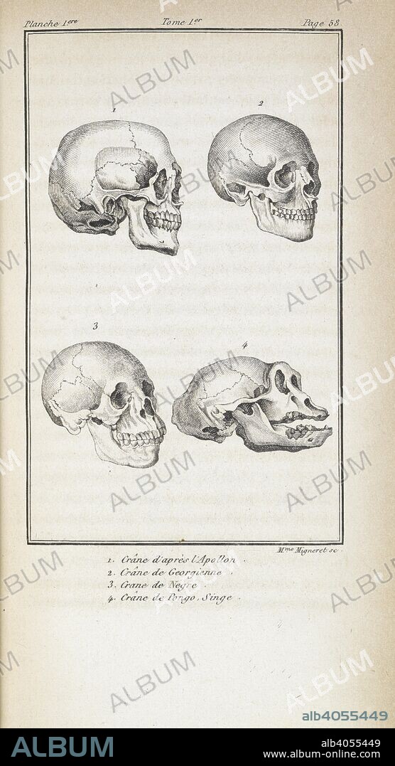 JULIEN JOSEPH VIREY. Lithograph with the sculls of Apollo, Georgian, Black and Monkey. Histoire naturelle du genre humain, nouvelle eÌdition ... refondue, etc. Paris, 1824. Source: 973.h.9-11. p. 58.