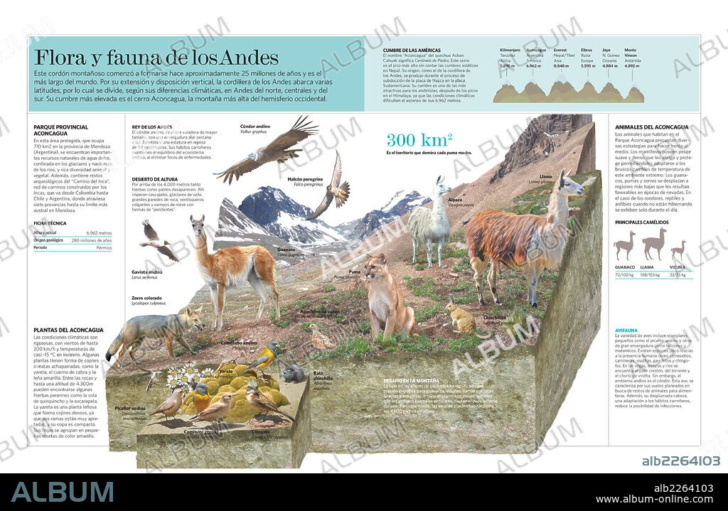 Flora y fauna de los Andes. Infografía de la fauna y flora de la cordillera de los Andes.