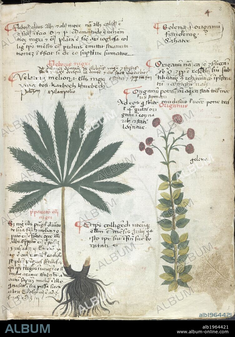 Hellebores. Herbal. N. Italy {Balluno?]; early 15th century. [Whole opening] Illustration of Hellebores, with description  Image taken from Herbal.  Originally published/produced in N. Italy [Belluno?]; early 15th century . Source: Add. 41623, f.3. Language: Latin.