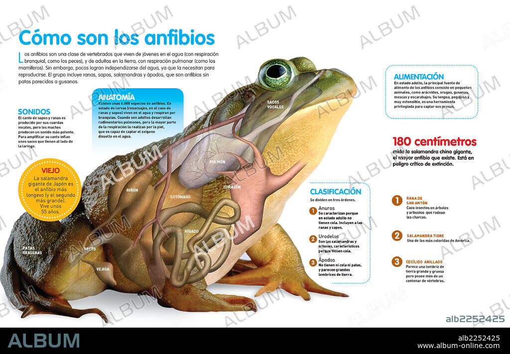 How amphibians are. Infographic about amphibians, their characteristics and classification, detailed anatomy of a toad.