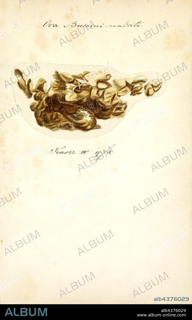 Buccinum undatum, Print, Buccinum undatum, the common whelk or the waved buccinum, is a large, edible marine gastropod in the family Buccinidae, the "true whelks"., eggs.