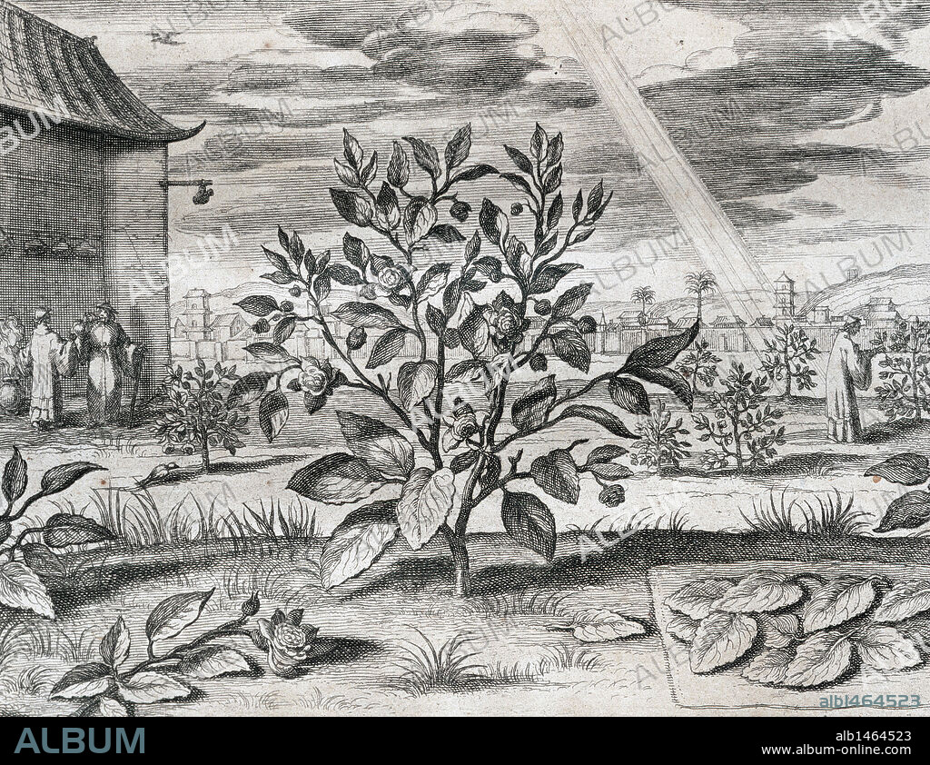 Athanasius Kircher (1601/1602Ð1680) (sometimes erroneously spelled Kirchner). German Jesuit scholar. China Monumentis, qua sacris qua profanis, 1667. Tea Plant.