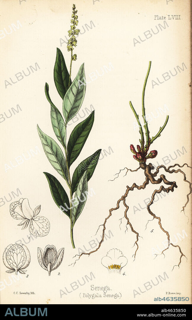 Seneca snakeroot, senega snakeroot, rattlesnake root or mountain flax, Polygala senega. Handcoloured lithograph by Charlotte Caroline Sowerby from Edward Hamilton's Flora Homeopathica, Bailliere, London, 1852.