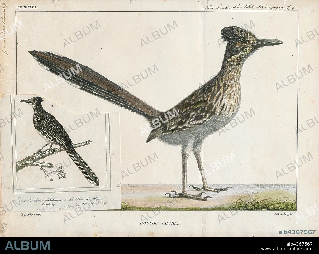 Geococcyx mexicanus, Print, Roadrunner, The roadrunners (genus Geococcyx), also known as chaparral birds or chaparral cocks, are two species of fast-running ground cuckoos with long tails and crests. They are found in the southwestern United States and Mexico, usually in the desert. Some have been clocked at 20 miles per hour (32 km/h) while a few have also been clocked up to 27 miles per hour (43 km/h)., 1835.