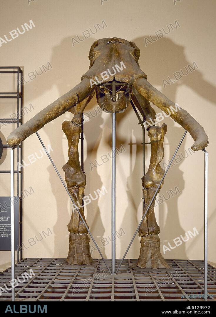 ELEFANTE ANTIGUO O PALAEOLOXODON(MAMUT)PLEISTOCENO MEDIO(1MLL AÑOS).