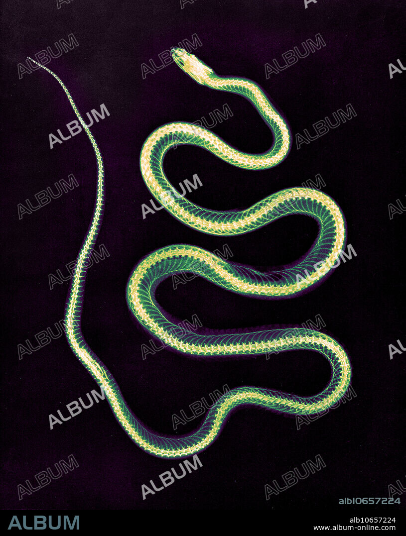 Historical X-ray of an Aesculapian snake, 1896. The Aesculapian snake (now Zamenis longissimus, previously Elaphe longissima), is a species of nonvenomous snake native to Europe. Growing up to 2 metres (6.6 ft) in total length, it has been of cultural and historical significance for its role in ancient Greek and Roman mythology and derived symbolism. Taken by Josef Maria Eder (Austrian, 1855-1944) and Eduard Valenta (Austrian, 1857-1937). Photogravure. Eder was the director of an institute for graphic processes and the author of an early history of photography. With the photochemist Valenta, he produced a portfolio in January 1896, less than a month after Wilhelm Conrad Rontgen published his discovery of X-rays. Eder and Valenta-s volume, from which this plate derives, demonstrated the X-ray-s magical ability to reveal the hidden structure of living things.