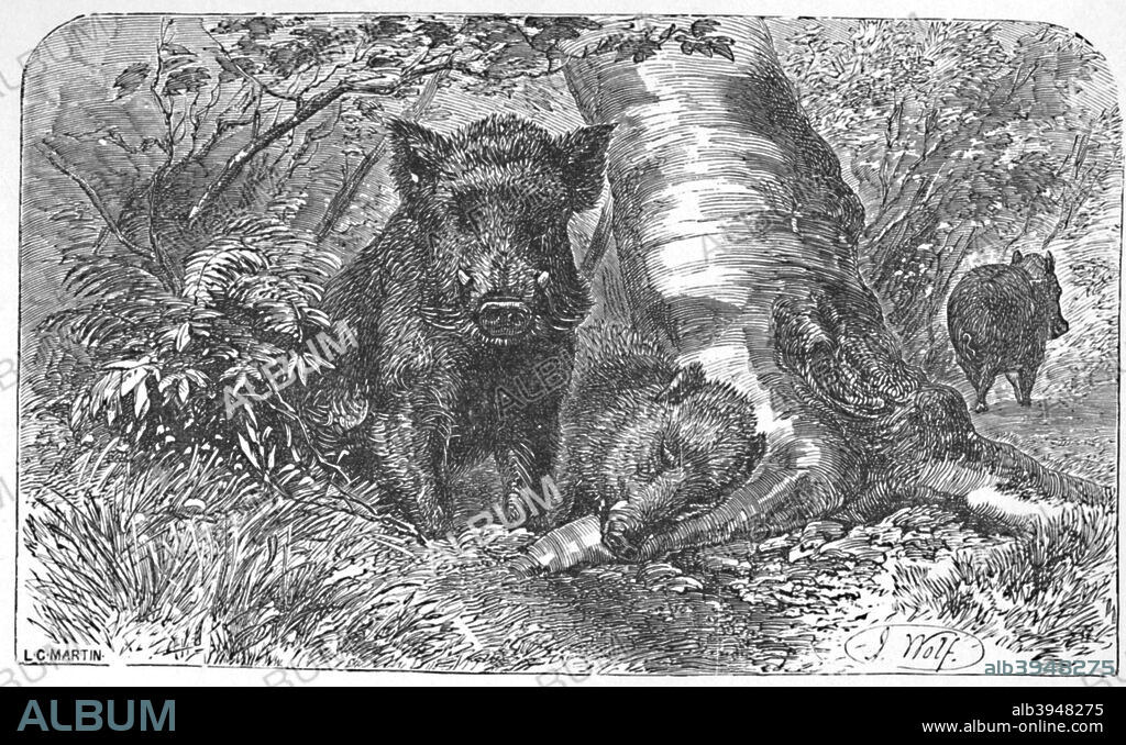 'Wild Boars in the Forest', c1900. From Baby's Animal Picture Book by Aunt Louisa. [Frederick Warne & Co., London & New York, c1900].