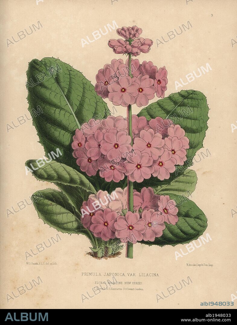 Japanese primrose with pale lilac flowers. Primula japonica var. lilacina. Handcolored botanical drawn and lithographed by W.G. Smith from H.H. Dombrain's "Floral Magazine" 1872.. Worthington G. Smith (1835-1917), architect, engraver and mycologist. Smith also illustrated "The Gardener's Chronicle." Henry Honywood Dombrain (1818-1905), clergyman gardener, was editor of the "Floral Magazine" from 1862 to 1873.