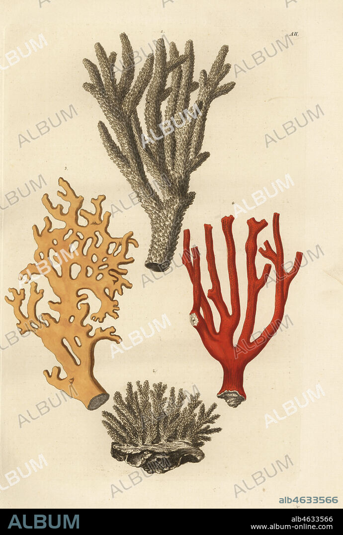 Coral species: Acropora abrotanoides 1, white coral 2, sea ginger, Millepora alcicornis 3, and red coral. (Madrepora abrotanoides, Corallium porofum album, Millepora digitata, Litophyton aureum). Handcoloured copperplate engraving from Georg Wolfgang Knorr's Deliciae Naturae Selectae of Kabinet van Zeldzaamheden der Natuur, Blusse and Son, Nuremberg, 1771. Specimens from a Wunderkammer or Cabinet of Curiosities.