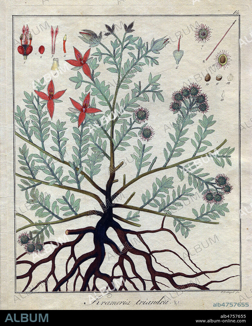 Ratanhia (krameria triandra), plante medicinale. Planche botanique tiree d'un ouvrage de Friedrich Gottlob HAYNE (1763-1832) publie en 1822 (Dendrologische Flora Der Umgegend Und Der Garten Berlins). Credit : Collection SSPL/KHARBINE-TAPABOR.