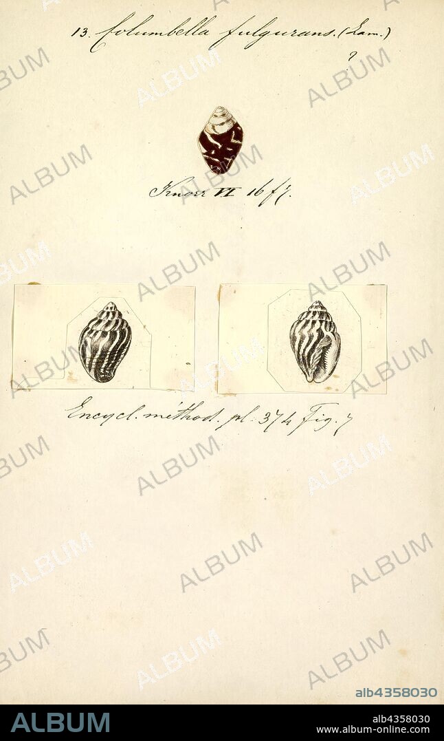 Columbella fulgurans, Print, Pictocolumbella ocellata, common name : the lightning dove shell, is a species of sea snail, a marine gastropod mollusk in the family Columbellidae, the dove snails.