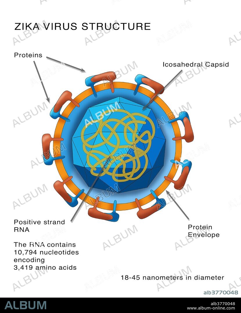 Illustration of the Zika virus structure: proteins (orange/blue on outer side), protein envelope (orange ring), icosahedral capsid (octagonal shape), and a positive strand RNA (inner yellow ribbon). Zika fever is an arthropod-borne illness transmitted by mosquitoes, similar to dengue fever or West Nile disease.