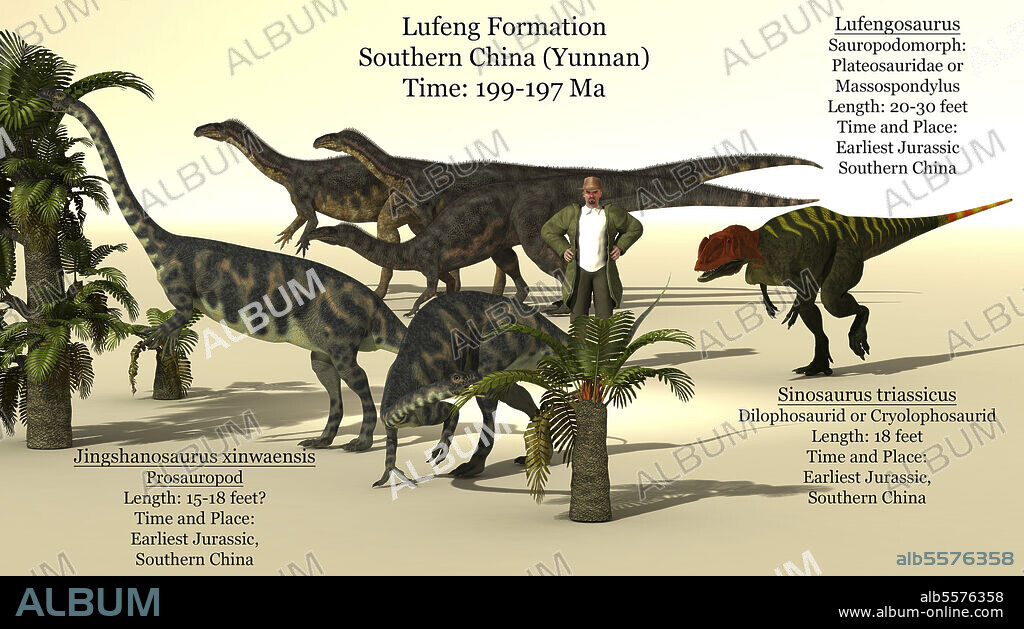 Size reference chart of early dinosaurs from the Lufeng formation in China during the Early Jurassic period. These dinosaurs include dilophosaurids and sauropodomorphs.