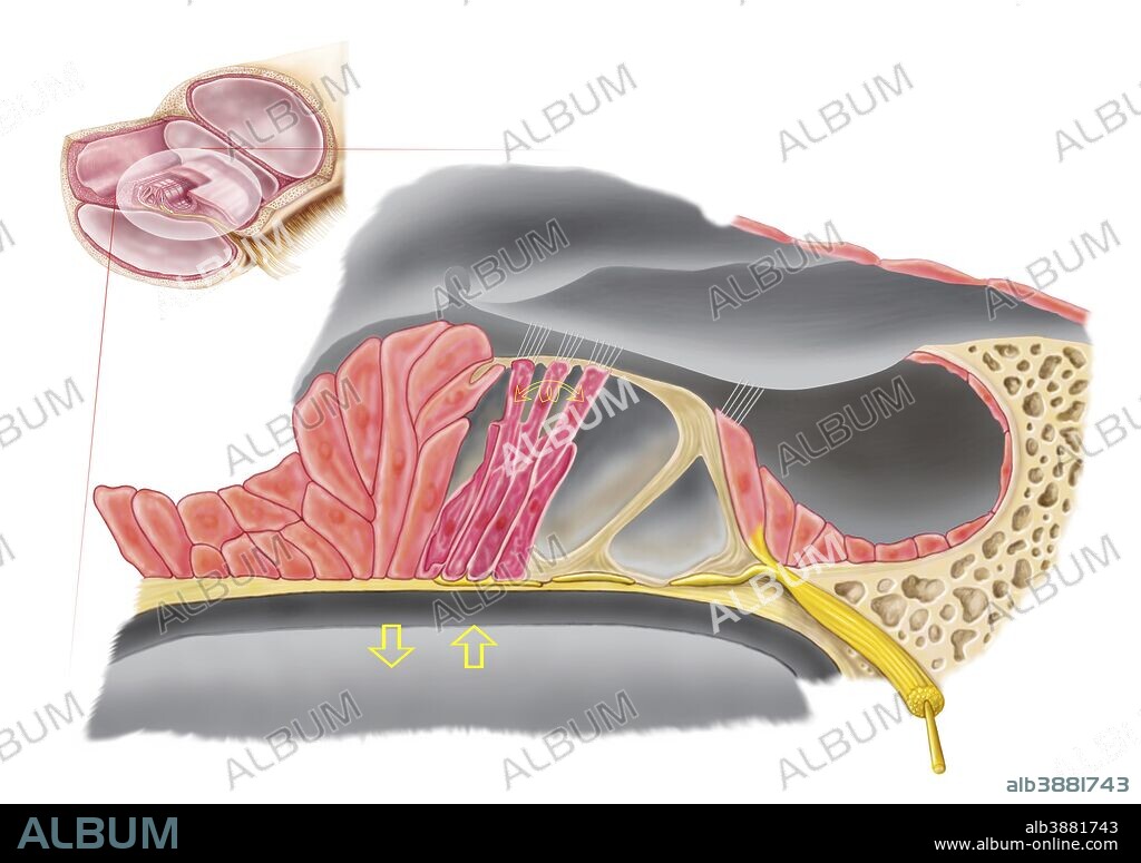 Anatomy of the organ of Corti, part of the cochlea of the inner ear.