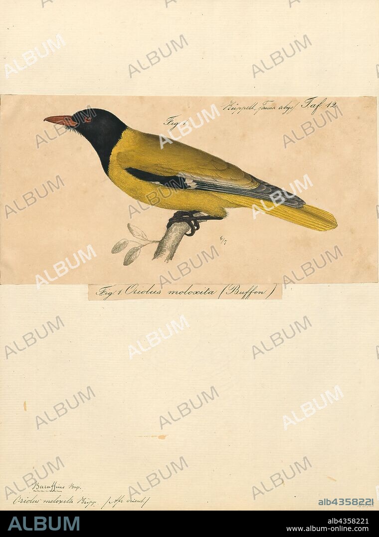 Oriolus moloxita, Print, Orioles are colourful Old World passerine birds in the genus Oriolus, the namesake of the corvoidean family Oriolidae. They are not related to the New World orioles, which are icterids (family Icteridae) that belong to the superfamily Passeroidea., 1835.