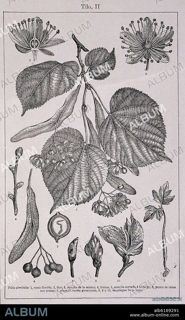 PLANTA DEL TILO-DIBUJO DE LAS DISTINTAS PARTES:RAMA,SEMILLA,YEMAS...