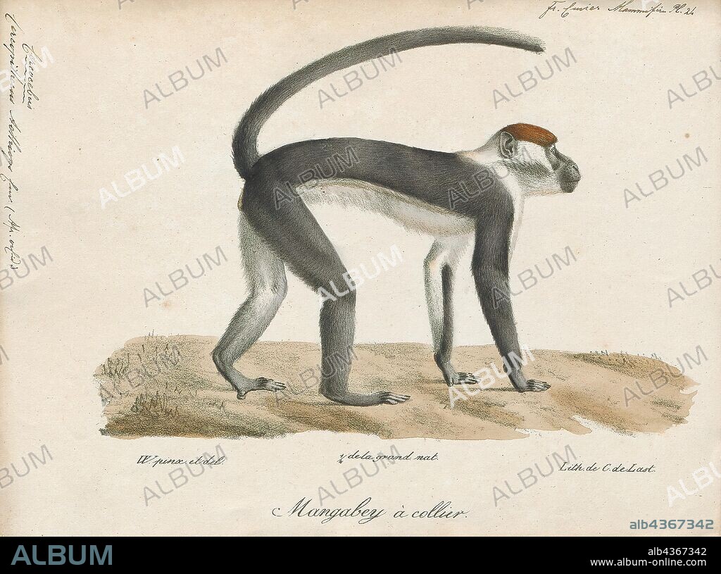 Cercopithecus aethiops, Print, The vervet monkey (Chlorocebus pygerythrus), or simply vervet, is an Old World monkey of the family Cercopithecidae native to Africa. The term "vervet" is also used to refer to all the members of the genus Chlorocebus. The five distinct subspecies can be found mostly throughout Southern Africa, as well as some of the eastern countries. Vervets were introduced to Florida, St. Kitts, and Cape Verde. These mostly herbivorous monkeys have black faces and grey body hair color, ranging in body length from about 50 centimetres (20 in) for males to about 40 centimetres (16 in) for females., 1700-1880.