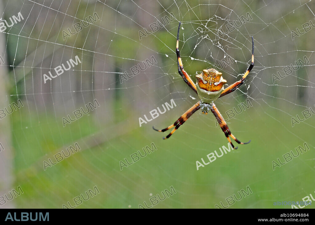 Silver Argiope (Argiope argentata); Silver Orb-weaver; Silver Garden Spider; Domenical, Costa Rica; Jan.; adult female.