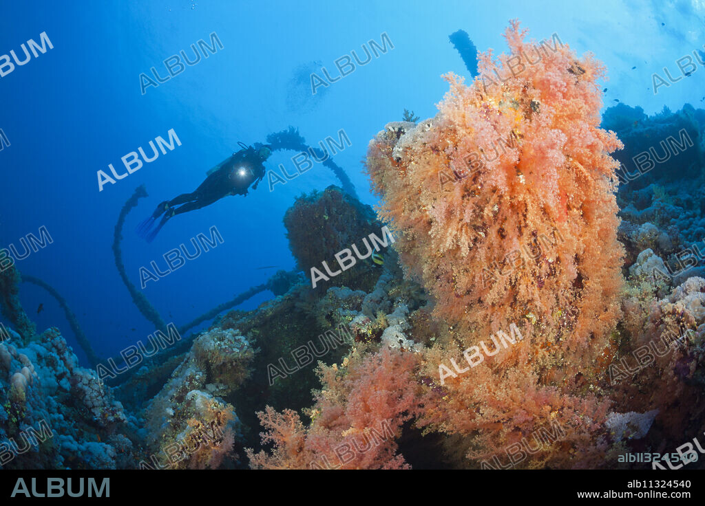 Scuba Diver at Numidia Wreck, Brother Islands, Red Sea, Egypt.