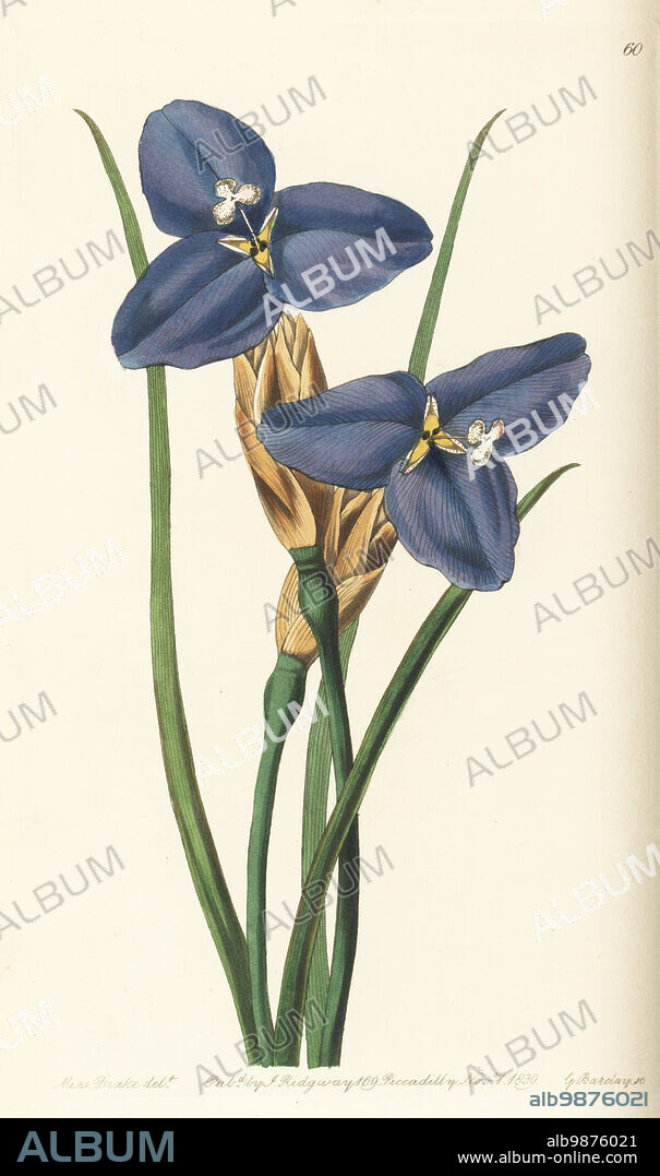Purple flag, Patersonia occidentalis var. occidentalis. Native to Australia, sent from the Swan River Colony by Captain James Mangles. Sapphire patersonia, Patersonia sapphirina. Handcoloured copperplate engraving by George Barclay after a botanical illustration by Sarah Drake from Edwards Botanical Register, edited by John Lindley, published by James Ridgway, London, 1839.