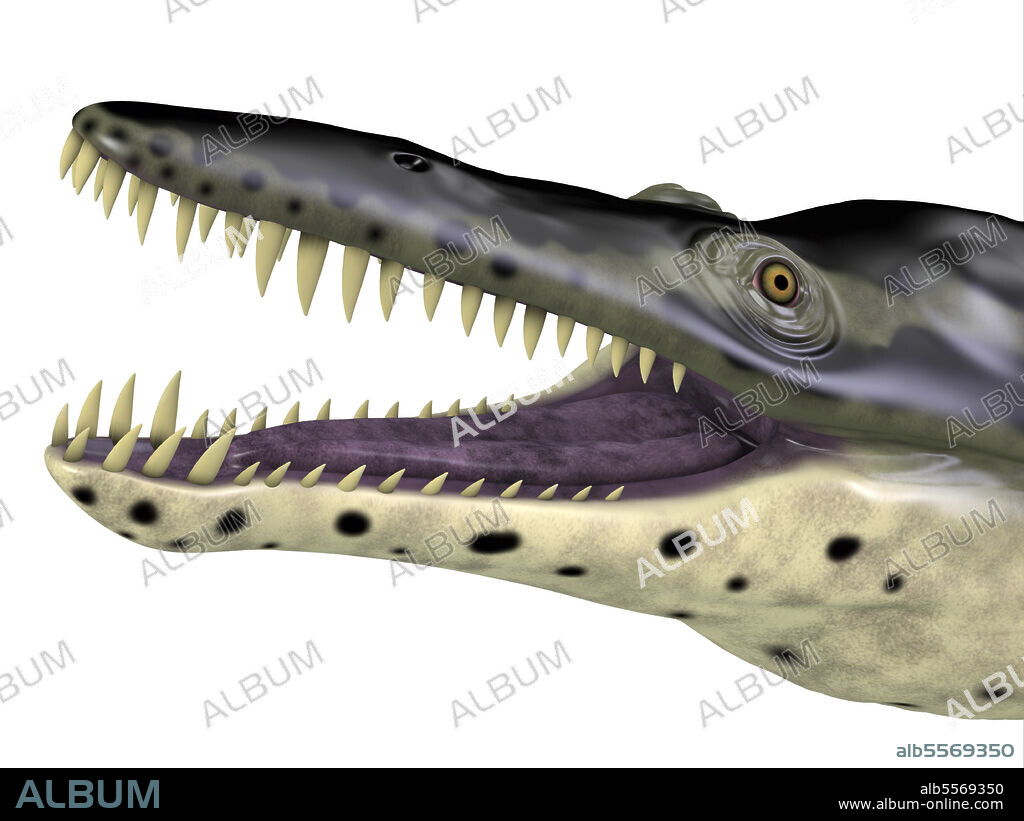 Kronosaurus reptile head. The carnivorous marine reptile Kronosaurus lived in the seas of Australia during the Cretaceous Period.