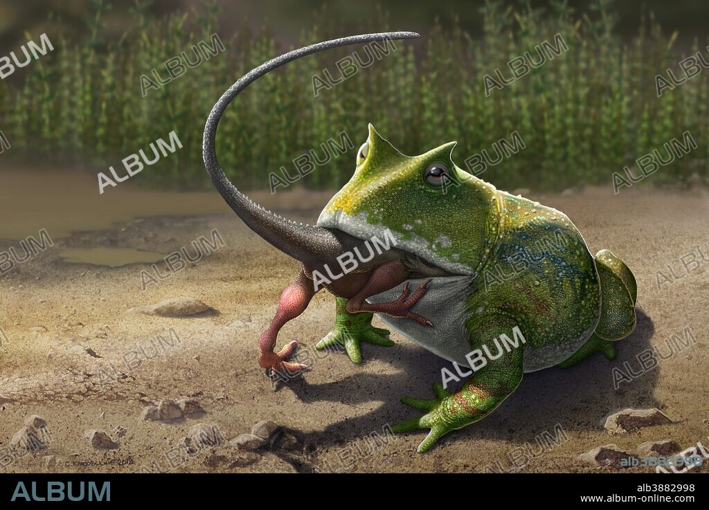 A large Beelzebufo ampinga frog from Madagascar eating a small Masiakasaurus dinosaur.