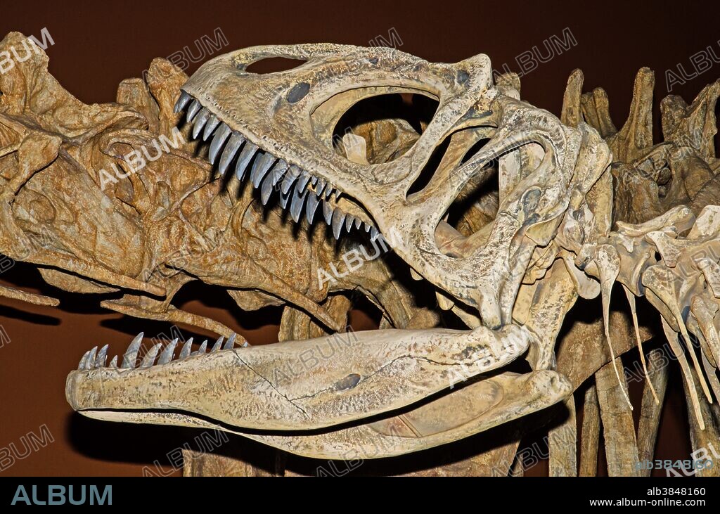 Saurophaganax dinosaur skull fossil (Saurophaganax maximus).