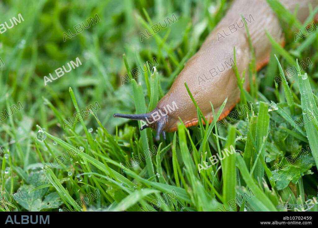A large Spanish slug, Arion vulgaris, brown with an orange skirt, on grass on a damp autumn morning, Berkshire, England, in September.