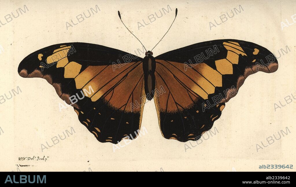 Rhetenor blue morpho, Morpho rhetenor (Andromachus butterfly, Papilio andromachus). Illustration drawn and engraved by Richard Polydore Nodder. Handcoloured copperplate engraving from George Shaw and Frederick Nodder's The Naturalist's Miscellany, London, 1804.