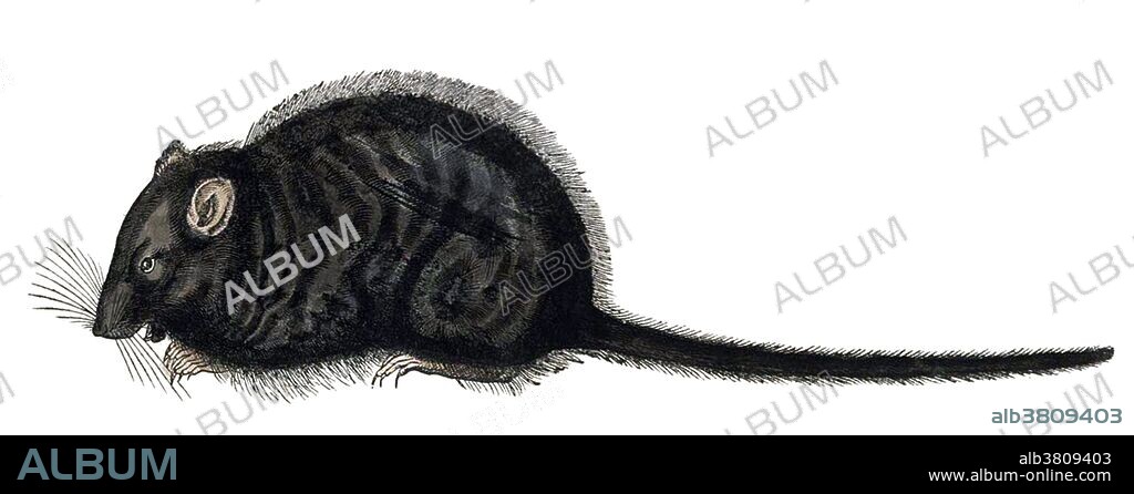 The mouse is an excellent example of Gesner's own observation through dissection. Earlier literature had claimed that a mouse's liver waxed and waned with the phases of the moon. He decided to test this theory by dissecting mice at different times of the month and found there to be no difference in the size of its liver. Pictured here is the rat. Historiae Animalium (Studies on Animals) is considered to be the first modern zoological work. This first attempt to describe many of the animals accurately is illustrated with hand-colored woodcuts drawn from personal observations by Gesner and his colleagues. Conrad Gesner (March 26, 1516 - December 13, 1565) was a Swiss naturalist and bibliographer. To his contemporaries he was best known as a botanist, but in 1551 he was the first to describe brown adipose tissue; and in 1565 the first to document the pencil. He died of the plague, at the age of 49, the year after his ennoblement.