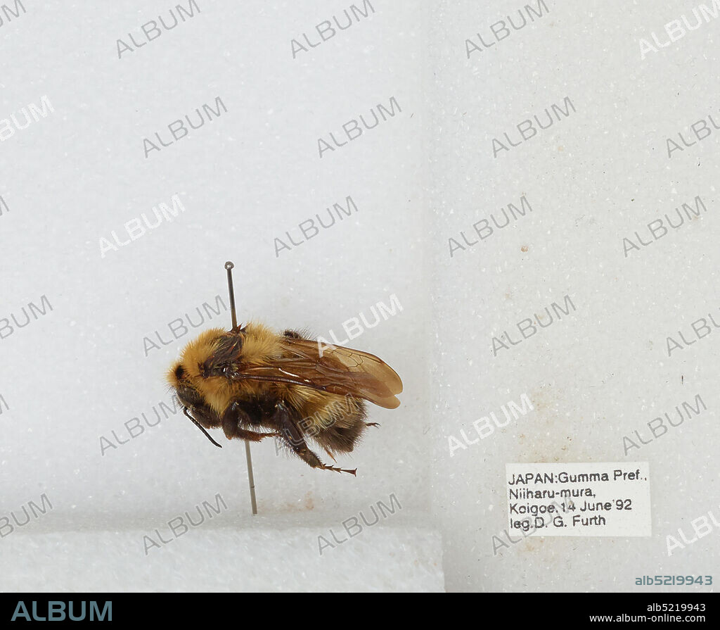 Koigoe, Niiharu-mura, Gamma, Japan, Bombus sp., Animalia, Arthropoda, Insecta, Hymenoptera, Apidae, Apinae.
