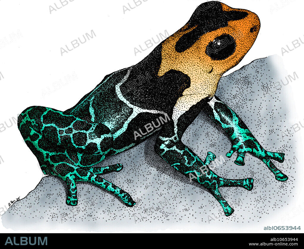 Colorized pen and ink illustration of a Crowned Poison Frog (Dendrobates fantasticus).