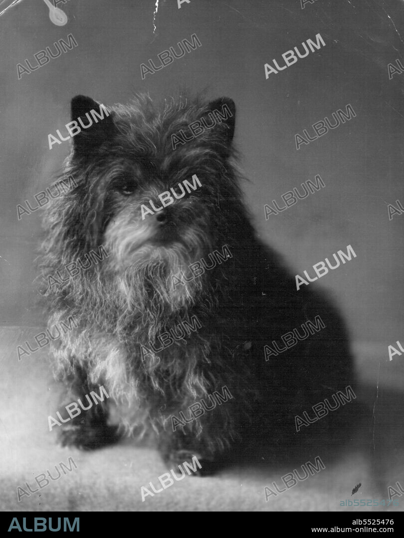 The Duke of Windsor's little Grey Cairn Terrier. October 17, 1937. (Photo by Marjory Lacey, Camera Portraits).