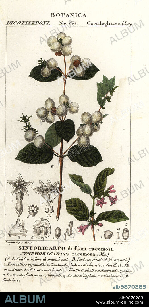 Snowberry, Symphoria racemosa (Symphoricarpos racemosa, Sinforicarpo di fiori racemosi.) Handcoloured copperplate stipple engraving from Antoine Laurent de Jussieu's Dizionario delle Scienze Naturali, Dictionary of Natural Science, Florence, Italy, 1837. Illustration engraved by Corsi, drawn and directed by Pierre Jean-Francois Turpin, and published by Batelli e Figli. Turpin (1775-1840) is considered one of the greatest French botanical illustrators of the 19th century.
