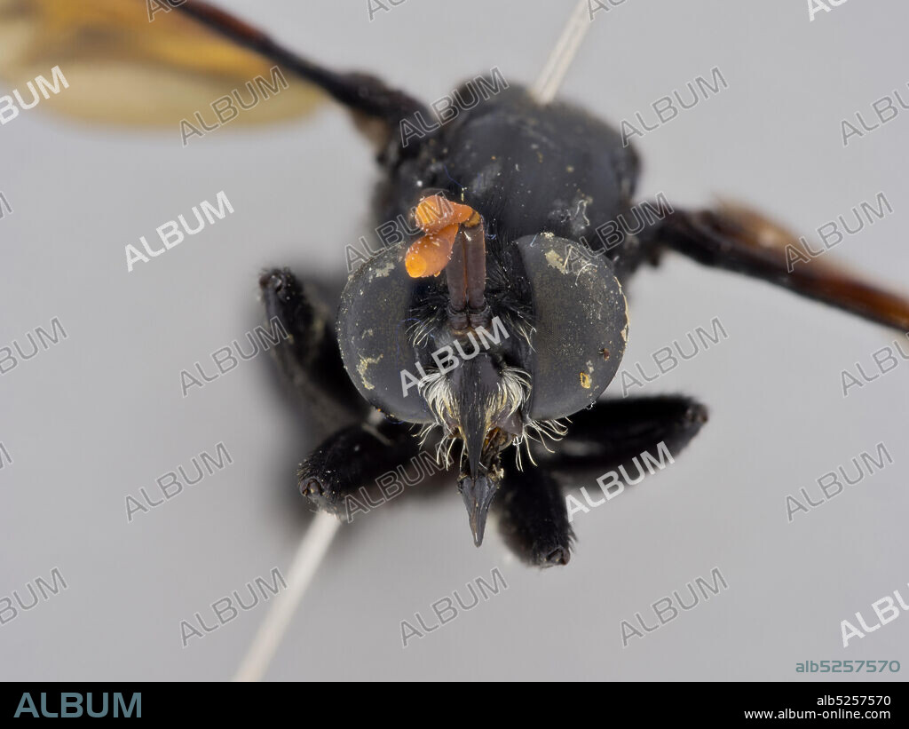 Manu National Park, Pakitza, Madre de Dios, Peru, Gauromydas sp., Animalia, Arthropoda, Insecta, Diptera, Mydidae, Mydinae.