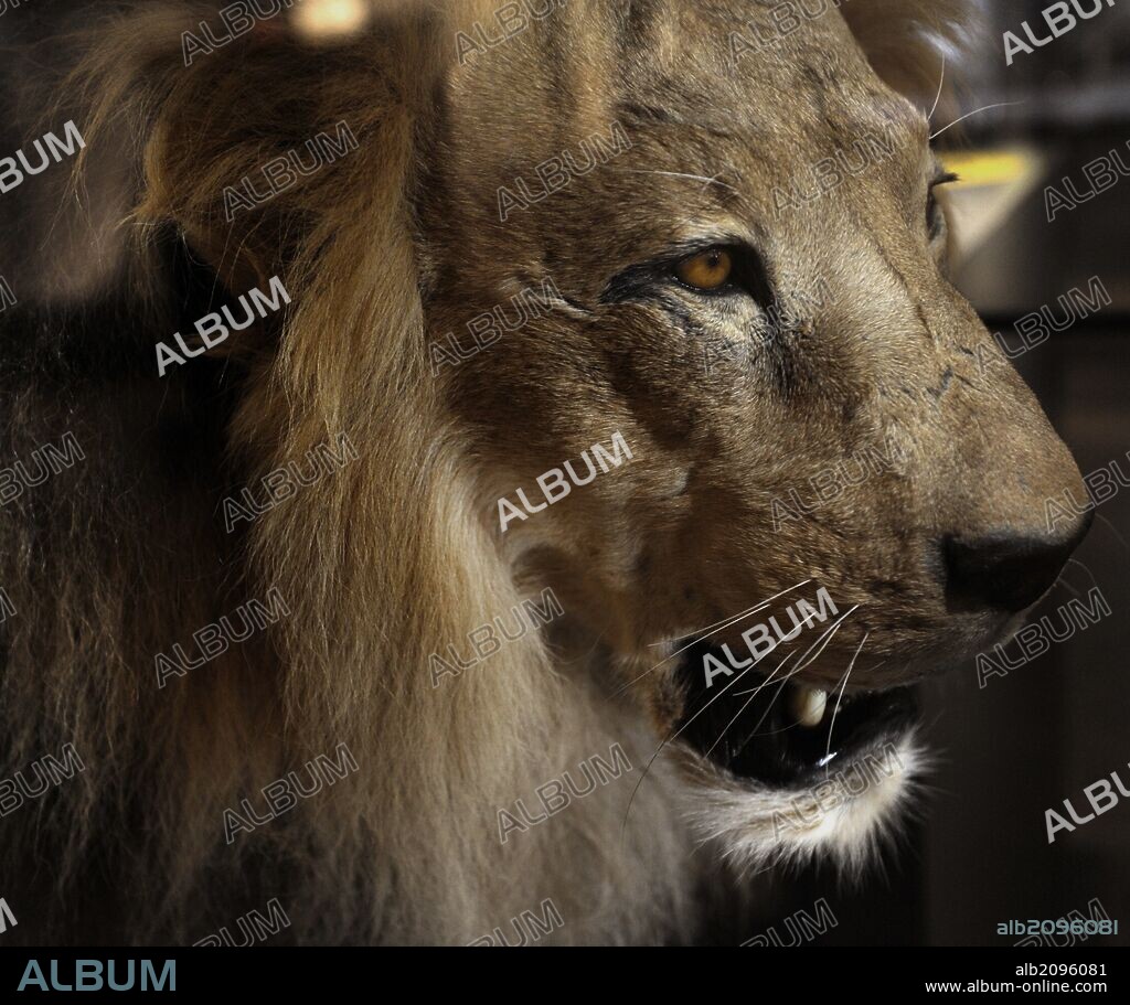 León (Panthera leo). Ejemplar disecado. Museum fur Naturkunde (Museo de Historia Natural). Berlin. Alemania. Europa.