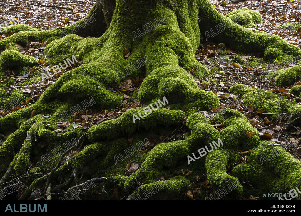 raices cubiertas de musgo,Hayedo de Otzarreta, fagus Sylvatica,parque natural Gorbeia,Alava- Vizcaya, Euzkadi, Spain.