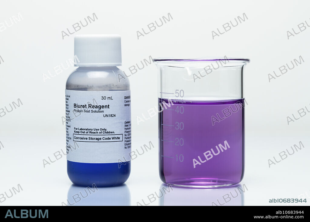 Editorial use only . Biuret test for proteins. The Biuret reagent contains copper(II) sulfate (CuSO4) and sodium hydroxide (NaOH), with potassium sodium tartrate (KNaC4H4O6) added to stabilize copper ions. Here blue-coloured Biuret reagent was added to a solution of albumin (egg white) in a beaker. The solution turned violet (deep purple), indicating presence of proteins.