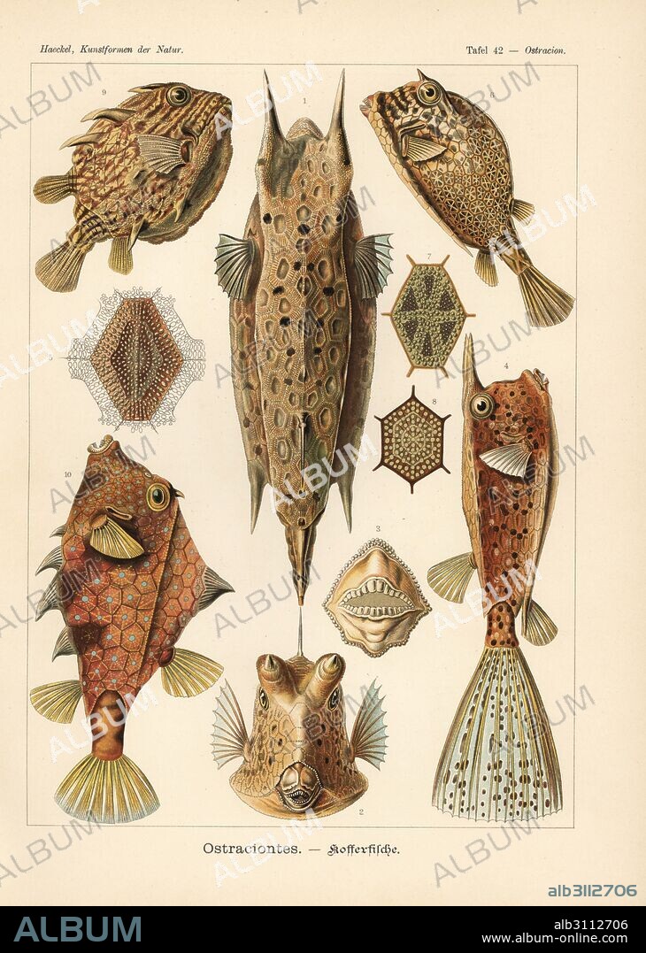 Ostraciontes: Longhorn cowfish, Lactoria cornuta, scrawled cowfish, Acanthostracion quadricornis, striped cowfish, Aracana aurita, and humpback turret fish, Tetrosomus gibbosus. Chromolithograph by Adolf Glitsch from an illustration by Ernst Haeckel from Art Forms in Nature, Kunstformen der Natur, Liepzig, Germany, 1904.