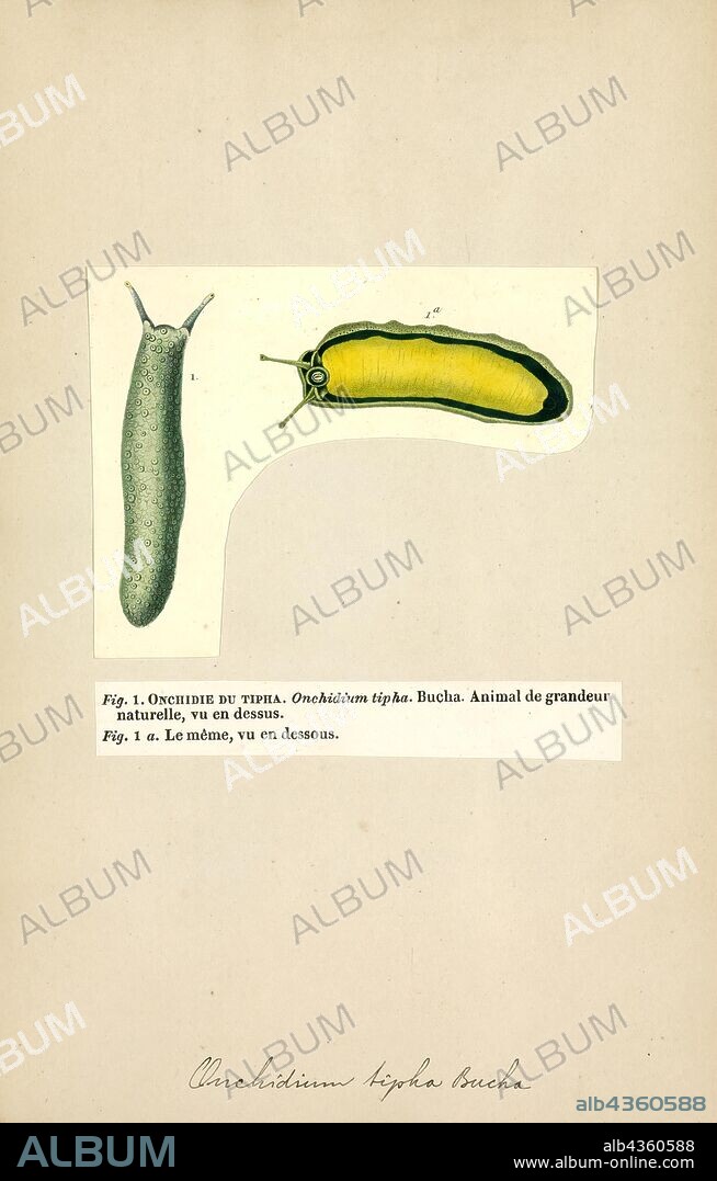 Onchidium tipha, Print, Onchidium is a genus of air-breathing sea slugs, shell-less marine pulmonate gastropod mollusks in the family Onchidiidae. There are only three species currently recognised in the genus.