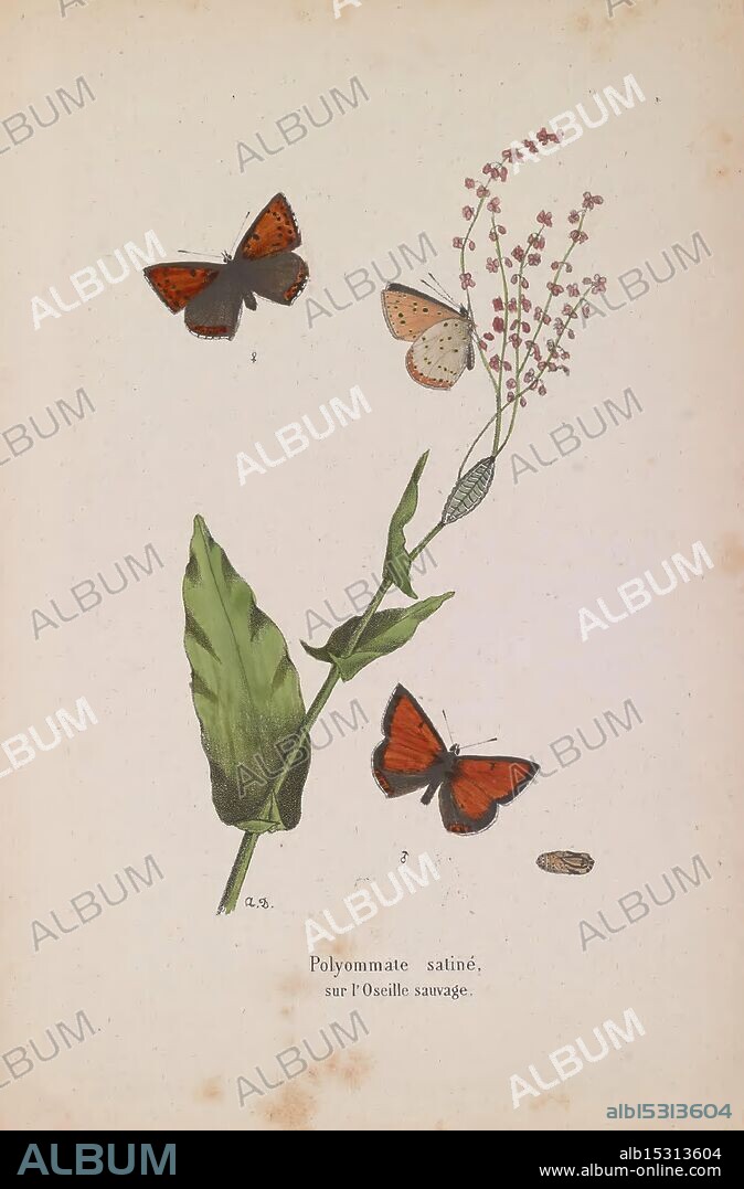 Les lépidoptères de la Belgique, Bruxelles, Librairie C. Muquardt, Merzbach et Falk succ, 1874-84, Belgium, Lepidoptera, A delicate botanical illustration featuring several butterflies in flight around a slender plant. The butterflies, adorned with vibrant orange and brown hues, showcase intricate patterns on their wings. One butterfly rests gently atop a light-colored flower, while others hover nearby, drawing attention to the soft pink blossoms and lush green leaves of the plant. Below, a small, oval shape suggests the presence of a caterpillar or pupa, adding to the scene's natural complexity. The title at the bottom indicates the species, 'Polynommate satiné,' suggesting a connection to the wild sorrel depicted in the illustration.