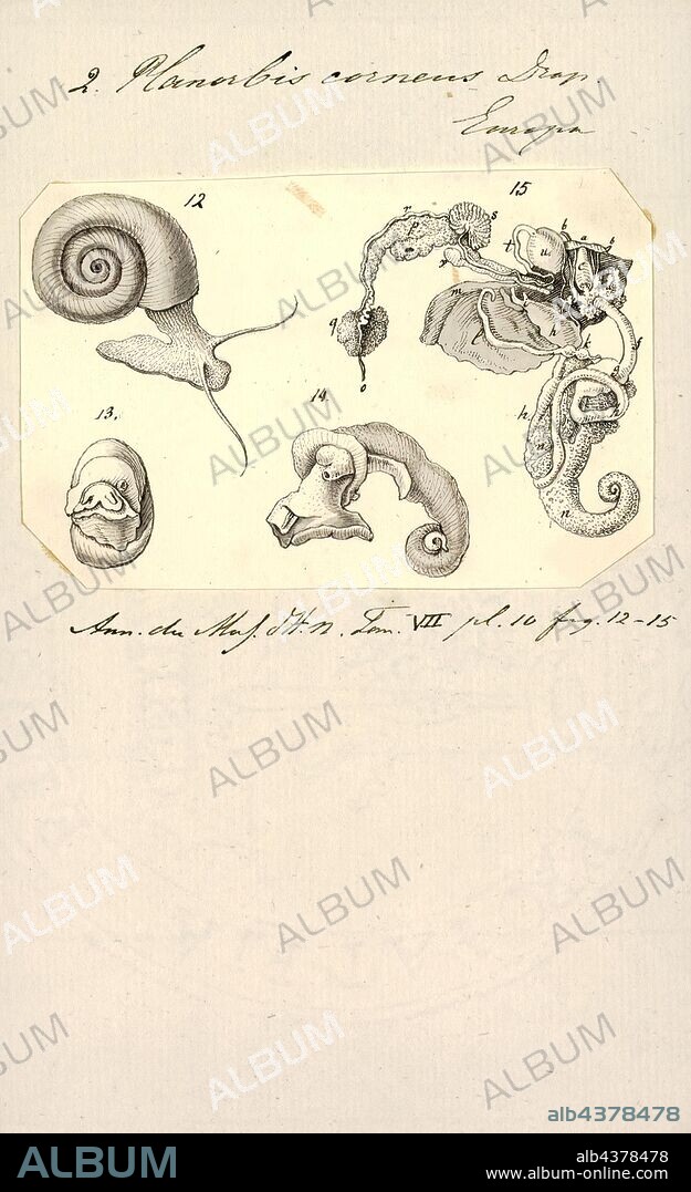 Planorbis corneus, Print, Planorbarius corneus, common name the great ramshorn, is a relatively large species of air-breathing freshwater snail, an aquatic pulmonate gastropod mollusk in the family Planorbidae, the ram's horn snails, or planorbids, which all have sinistral or left-coiling shells.