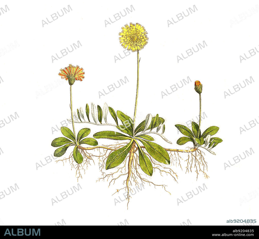 Kleines Habichtskraut, Hieracium pilosella, auch Mausohr-Habichtskraut oder Langhaariges Habichtskraut / Pilosella officinarum, synonym Hieracium pilosella, known as mouse-ear hawkweed, Historisch, historical, digital improved reproduction of an original from the 19th century / digital restaurierte Reproduktion einer Originalvorlage aus dem 19. Jahrhundert, genaues Originaldatum nicht bekannt.