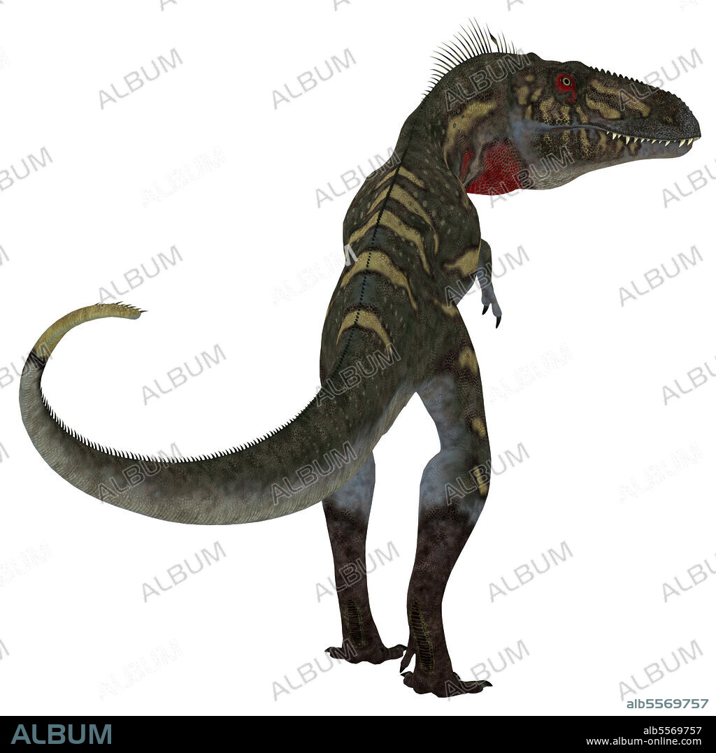 Nanotyrannus dinosaur, rear view. Nanotyrannus was a carnivorous theropod dinosaur that lived in North America during the Cretaceous Period.