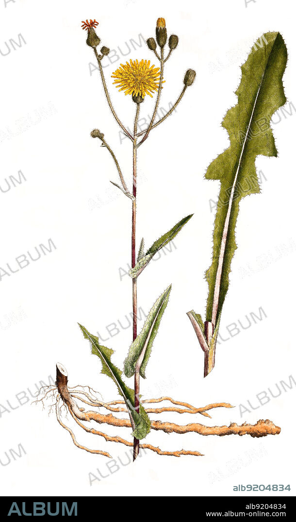 Acker-Gänsedistel, Sonchus arvensis / Sonchus arvensis, the field milk thistle, field sowthistle, perennial sow-thistle,[4] corn sow thistle, dindle, gutweed, swine thistle, or tree sow thistle, Historisch, historical, digital improved reproduction of an original from the 19th century / digital restaurierte Reproduktion einer Originalvorlage aus dem 19. Jahrhundert, genaues Originaldatum nicht bekannt.