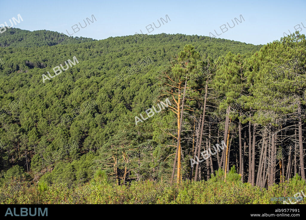 Scots pine forest, Pinus sylvestris, Navaleno, Soria, Autonomous Community of Castile, Spain, Europe.